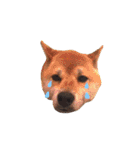 柴犬こたろうの日常（個別スタンプ：11）