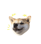 柴犬こたろうの日常（個別スタンプ：12）