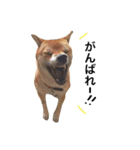 柴犬こたろうの日常（個別スタンプ：17）