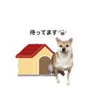 柴犬こたろうの日常（個別スタンプ：20）