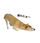 柴犬こたろうの日常（個別スタンプ：22）