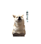 柴犬こたろうの日常（個別スタンプ：23）