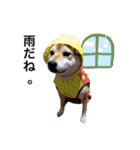 柴犬こたろうの日常（個別スタンプ：25）