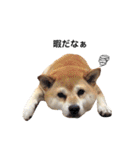 柴犬こたろうの日常（個別スタンプ：26）