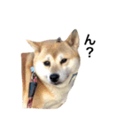 柴犬こたろうの日常（個別スタンプ：27）