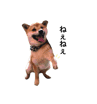 柴犬こたろうの日常（個別スタンプ：28）