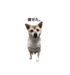 柴犬こたろうの日常（個別スタンプ：29）