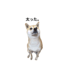 柴犬こたろうの日常（個別スタンプ：30）