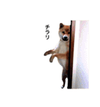 柴犬こたろうの日常（個別スタンプ：31）