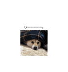 柴犬こたろうの日常（個別スタンプ：32）