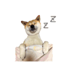 柴犬こたろうの日常（個別スタンプ：33）