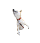 柴犬こたろうの日常（個別スタンプ：34）