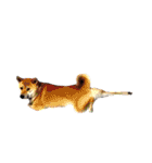 柴犬こたろうの日常（個別スタンプ：35）