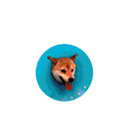 柴犬こたろうの日常（個別スタンプ：36）