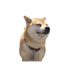 柴犬こたろうの日常（個別スタンプ：37）