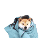 柴犬こたろうの日常（個別スタンプ：38）