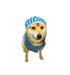 柴犬こたろうの日常（個別スタンプ：39）