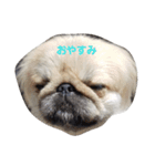 ペキニーズなつ2（個別スタンプ：1）