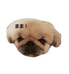 ペキニーズなつ2（個別スタンプ：2）