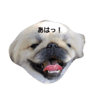ペキニーズなつ2（個別スタンプ：4）