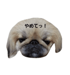ペキニーズなつ2（個別スタンプ：7）