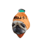 ペキニーズなつ2（個別スタンプ：9）