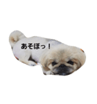 ペキニーズなつ2（個別スタンプ：10）