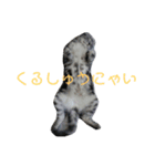 ぷるちゃん（個別スタンプ：1）
