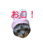 ぷるちゃん（個別スタンプ：2）