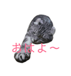ぷるちゃん（個別スタンプ：3）