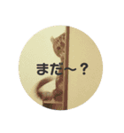 ぷるちゃん（個別スタンプ：6）