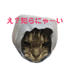 ぷるちゃん（個別スタンプ：8）