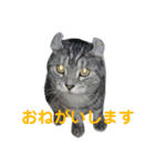ぷるちゃん（個別スタンプ：10）