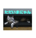 ぷるちゃん（個別スタンプ：14）