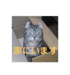 ぷるちゃん（個別スタンプ：15）