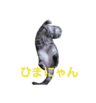 ぷるちゃん（個別スタンプ：17）