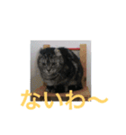 ぷるちゃん（個別スタンプ：18）