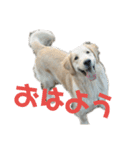 ゴールデンレトリバーのそらとうみ（個別スタンプ：1）