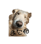 ゴールデンレトリバーのそらとうみ（個別スタンプ：4）