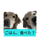 ゴールデンレトリバーのそらとうみ（個別スタンプ：12）