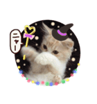 【激かわ♡】もふねこミルク（個別スタンプ：1）