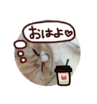 【激かわ♡】もふねこミルク（個別スタンプ：3）