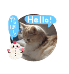 【激かわ♡】もふねこミルク（個別スタンプ：4）