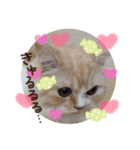 【激かわ♡】もふねこミルク（個別スタンプ：5）