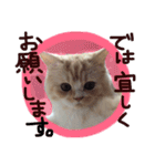 【激かわ♡】もふねこミルク（個別スタンプ：6）