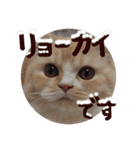 【激かわ♡】もふねこミルク（個別スタンプ：7）