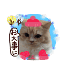 【激かわ♡】もふねこミルク（個別スタンプ：8）