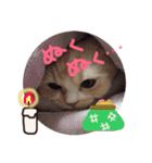 【激かわ♡】もふねこミルク（個別スタンプ：10）