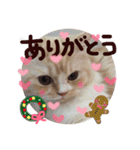 【激かわ♡】もふねこミルク（個別スタンプ：11）