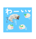 【激かわ♡】もふねこミルク（個別スタンプ：12）